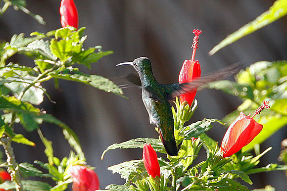 Green-breasted Mango (Anthracothorax prevostii)
