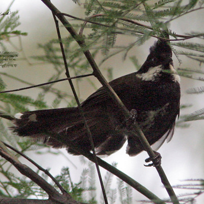 Eastern Whipbird (Psophodes olivaceus)
