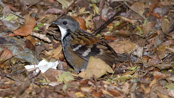 Australian logrunner (Orthonyx temminckii) Male