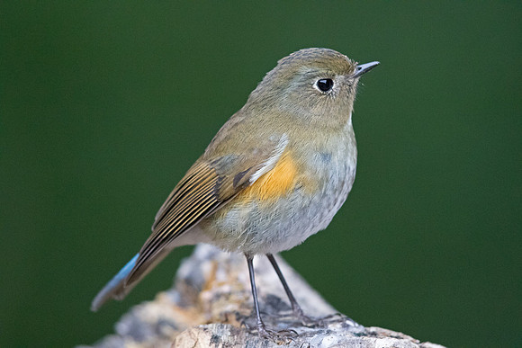 Red-flanked bluetail (Tarsiger cyanurus) Female