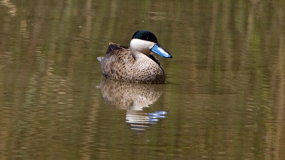 Puna Teal (Anas puna)