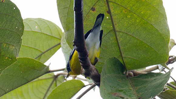 Tropical Parula (Setophaga pitiayumi)