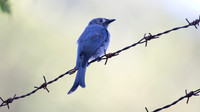 Ashy Drongo (Dicrurus leucophaeus)