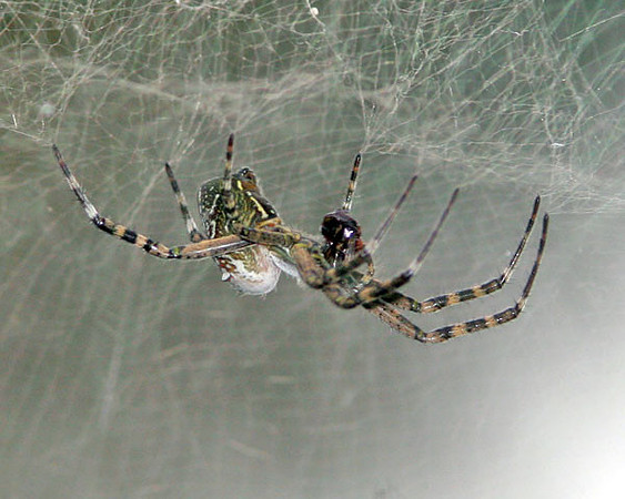 Spider