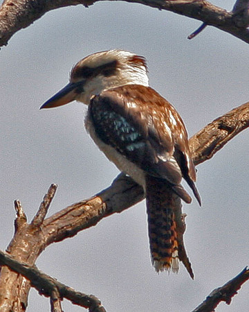 Laughing Kookaburra (Dacelo novaeguineae)