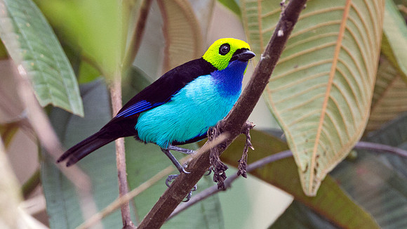 Paradise Tanager (Tangara chilensis)