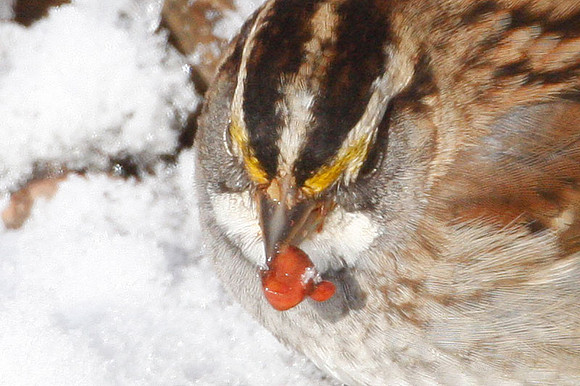 White-throated Sparrow (Zonotrichia albicollis)