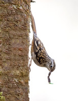Sikkim treecreeper (Certhia discolor)