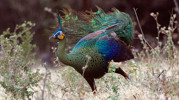 Green peafowl (Pavo muticus)