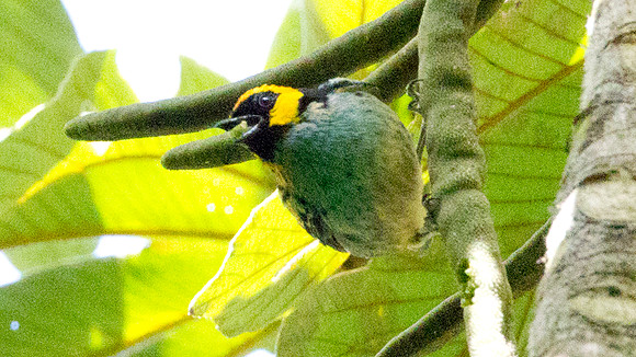 Saffron-crowned Tanager (Tangara xanthocephala)