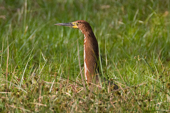 Rufescent Tiger Heron (Tigrisoma lineatum)