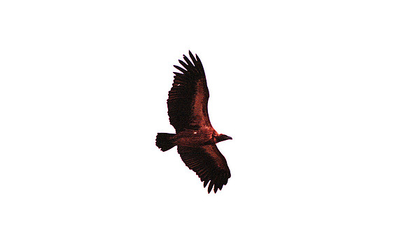 1988 Eagleimg957