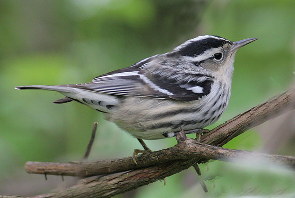 Black-and-white Warbler (Mniotilta varia)