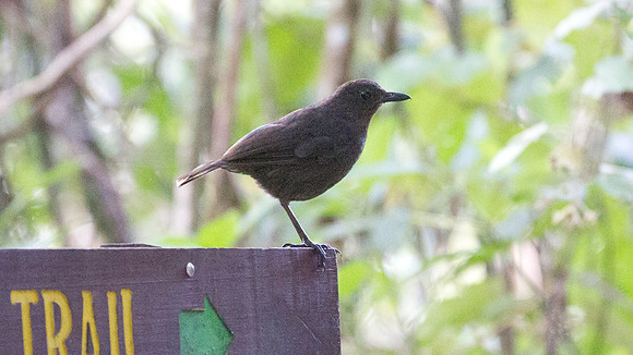 Bornean Whistling Thrush (Myophonus borneensis)