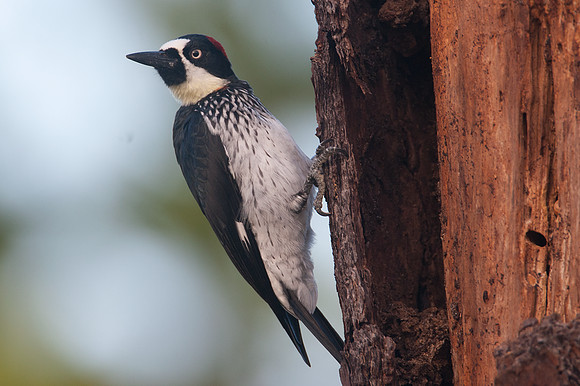 Acorn woodpecker (Melanerpes formicivorus) female