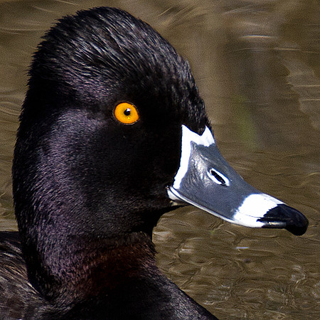 Ring-necked Duck (Aythya collaris)