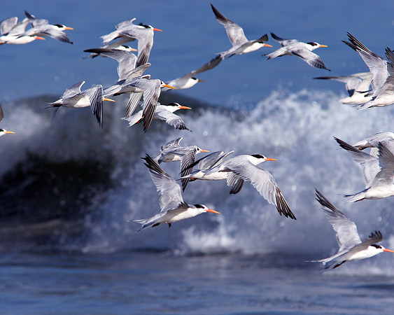 Elegant Tern (Thalasseus elegans)