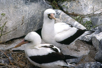Nazca Booby (Sula granti)