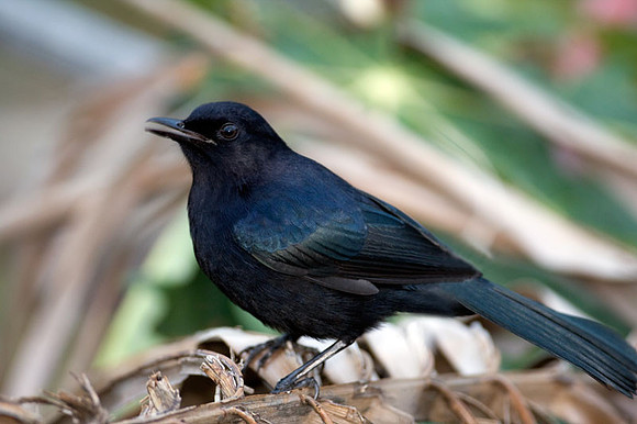 Black Catbird (Melanoptila glabrirostris)