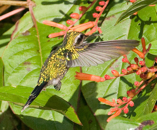 Cozumel Emerald (Chlorostilbon forficatus) female