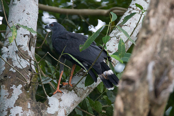 Crane Hawk (Geranospiza caerulescens)