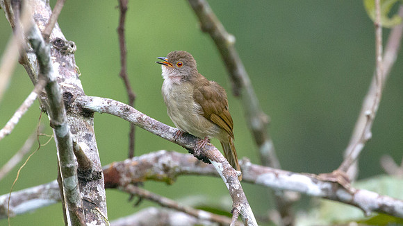 ?Red-eyed Bulbul (Pycnonotus brunneus)?