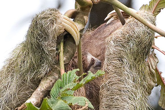 Three-toed Sloth