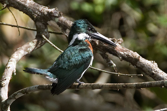 Amazon Kingfisher (Chloroceryle amazona) male