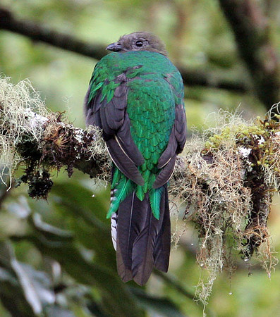 Resplendent Quetzal (Pharomachrus mocinno) female