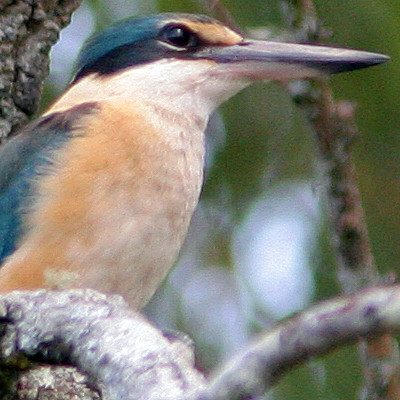 Sacred Kingfisher (Todiramphus sanctus)