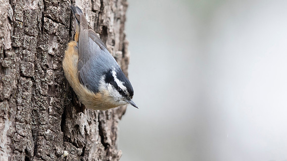 Red-breasted nuthatch (Sitta canadensis) Male