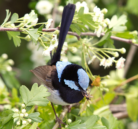Superb fairywren (Malurus cyaneus) Male