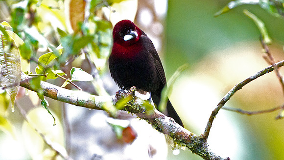 Silver-beaked Tanager (Ramphocelus carbo)