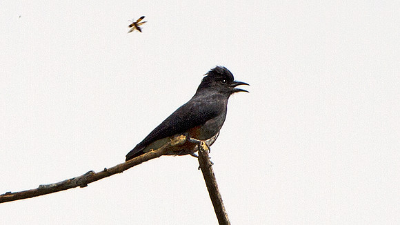 Swallow-wing (Chelidoptera tenebrosa)