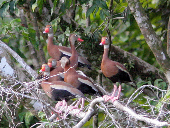 Black-bellied Whistling-duck (Dendrocygna autumnalis)