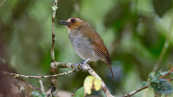 Eyebrowed Jungle Flycatcher (Rhinomyias gularis)