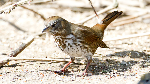California Towhee (Melozone crissalis)