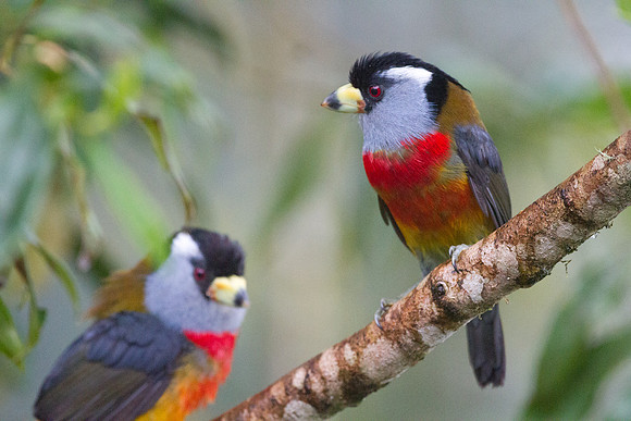 Toucan Barbet (Semnornis ramphastinus)