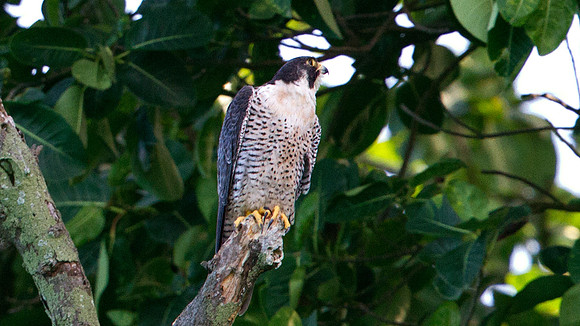 Peregrine Falcon (Falco peregrinus)
