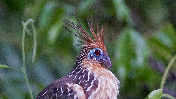 Hoatzin (Opisthocomus hoazin)