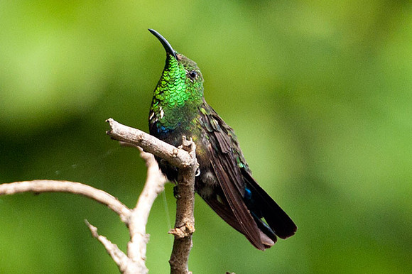 Green-throated Carib (Eulampis holosericeus)