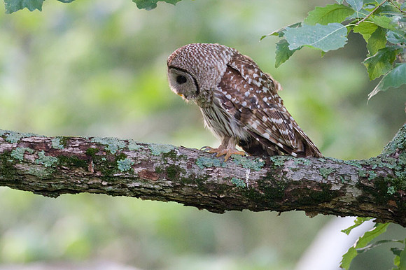 Barred Owl (Strix varia)