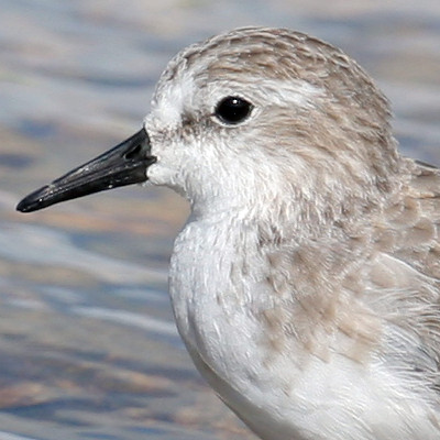 Semipalmated Sandpiper (Calidris pusilla)