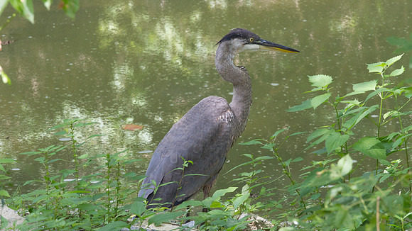 Great Blue Heron (Ardea herodias)