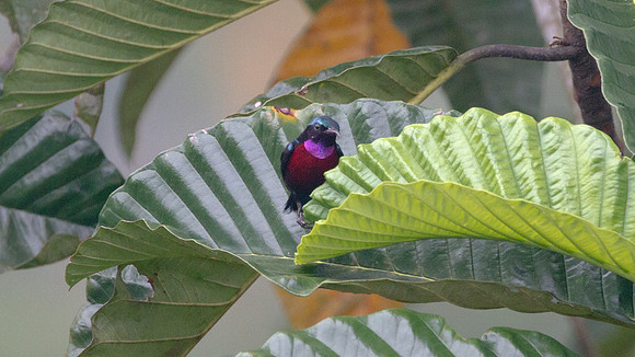 Purple-throated Sunbird (Nectarinia sperata) male