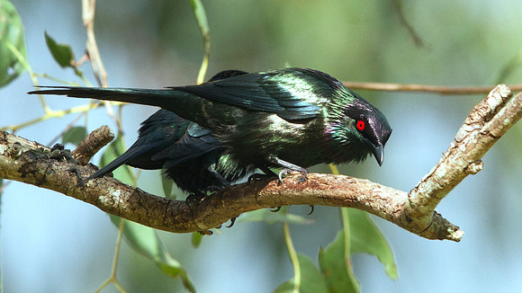 Metallic starling (Aplonis metallica)