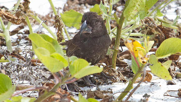 IMG_6369-crop