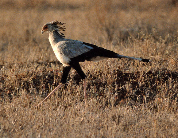Secretarybird (Sagittarius serpentarius)