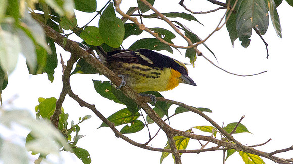 Gilded Barbet (Capito auratus)