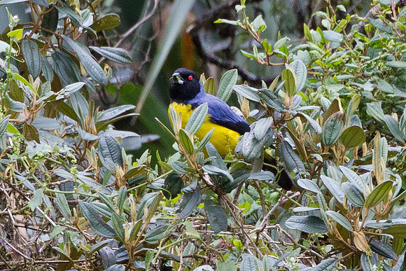 Hooded Mountain-tanager (Buthraupis montana)